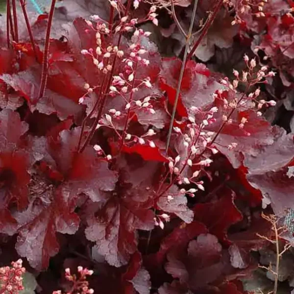 Heuchera Melting Fire - Ghiveci 3L