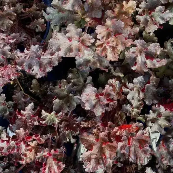 Heuchera Melting Fire - Ghiveci 3L - imagine 3