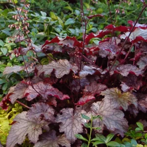 Heuchera Palace Purple - Ghiveci 3L