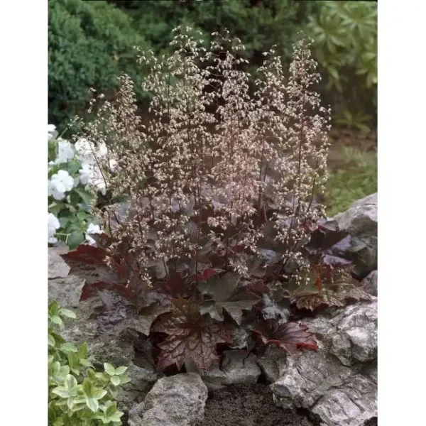 Heuchera Palace Purple - Ghiveci 3L - imagine 2