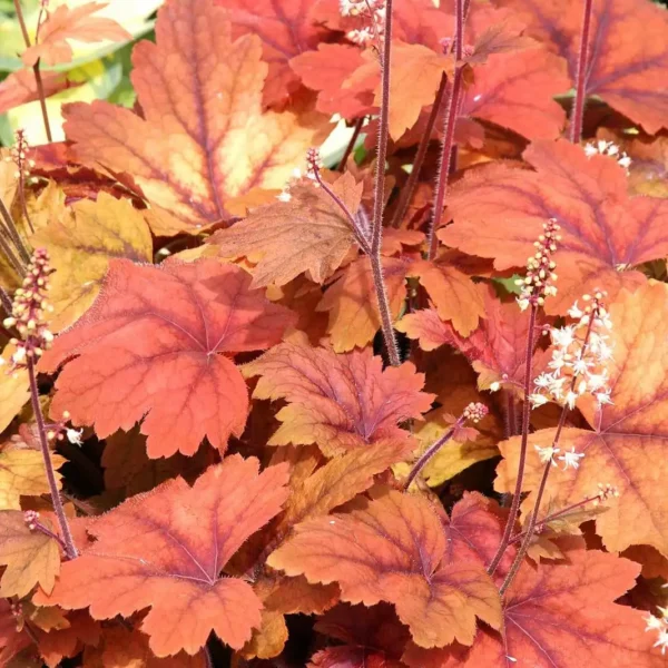Heuchera Sweet Tea - Ghiveci 3L - imagine 2
