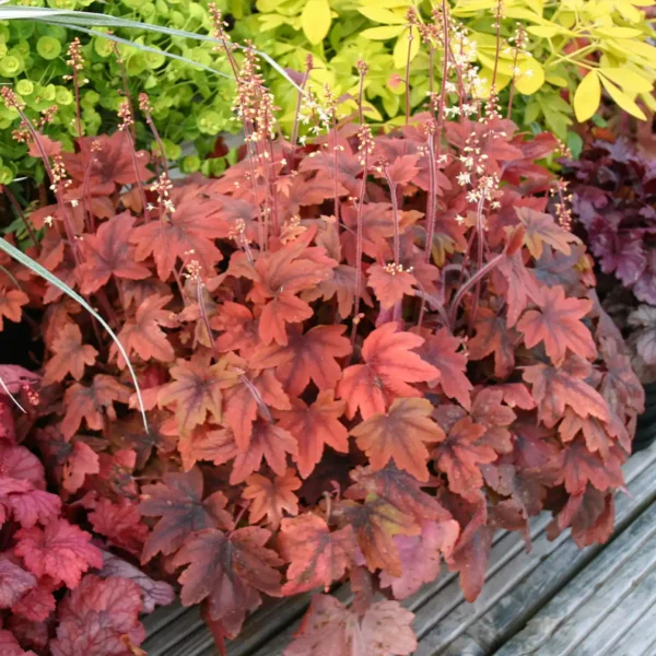 Heuchera Sweet Tea - Ghiveci 3L