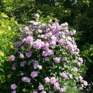 Hibiscus syriacus 'Ardens' - Ghiveci 0.7L