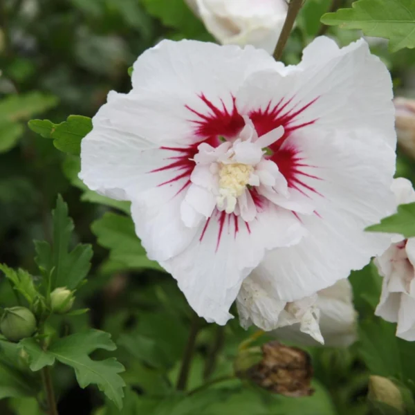 Hibiscus 'Red Heart' 20cm- Ghiveci 0.7L