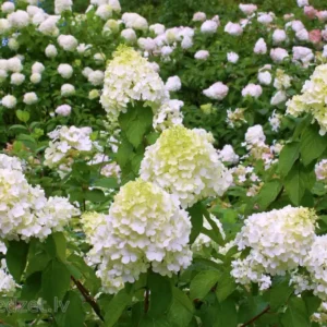 Hortensie Hydrangea paniculata 'Polar Bear' - Ghiveci 3L