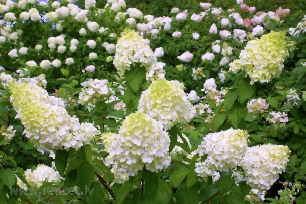 Hortensie Hydrangea paniculata 'Polar Bear' - Ghiveci 3L