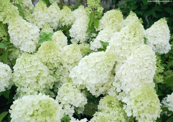 Hortensie Hydrangea paniculata 'Polar Bear' - Ghiveci 3L - imagine 5