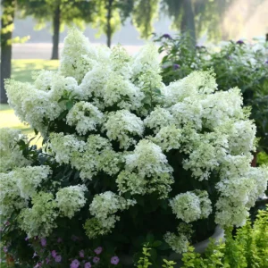 Hortensie - Hydrangea paniculata 'Bobo' ghiveci 0,7L