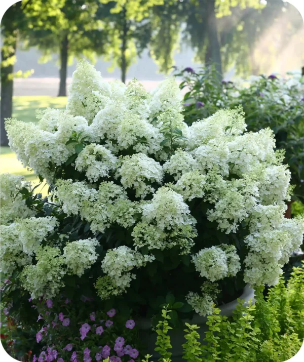 Hortensie - Hydrangea paniculata 'Bobo' ghiveci 0,7L