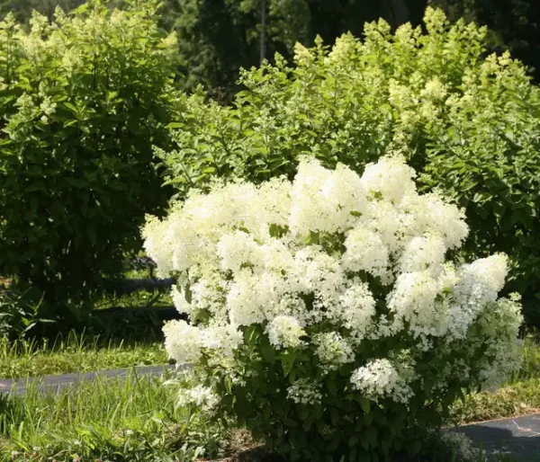 Hortensie - Hydrangea paniculata 'Bobo' ghiveci 0,7L - imagine 2