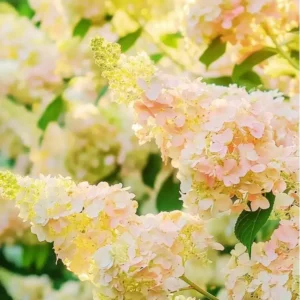Hortensie - Hydrangea paniculata 'Unique' ghiveci 0,7L