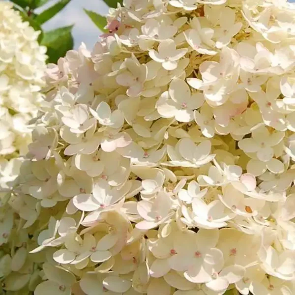 Hortensie - Hydrangea paniculata 'Unique' ghiveci 0,7L - imagine 3