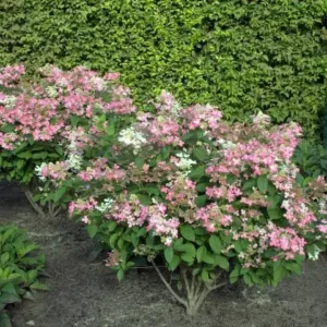 Hortensie - Hydrangea paniculata 'Early Sensation' ghiveci 3L