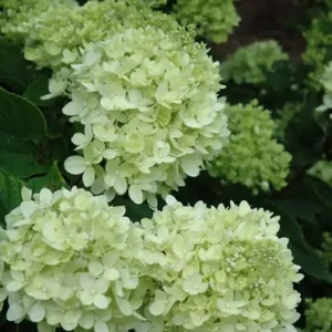 Hortensie - Hydrangea paniculata 'Limelight' ghiveci 0,7L
