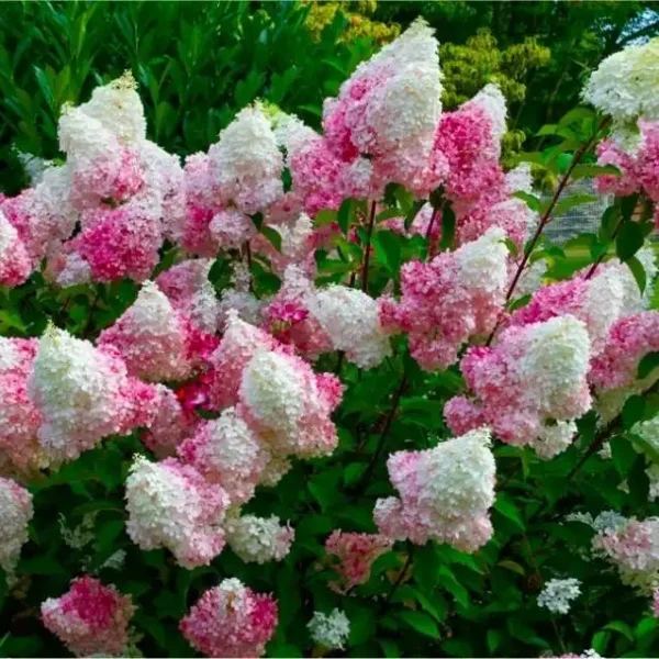Hortensie - Hydrangea paniculata 'Vanille-Fraise' ghiveci 0,7L
