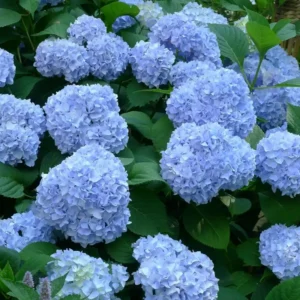 Hortensie Hydrangea macrophylla 'Nikko Blue' - Ghiveci 3L
