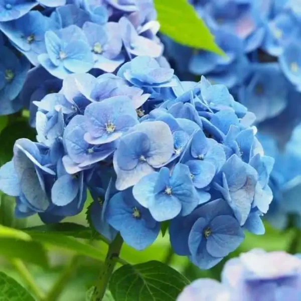 Hortensie Hydrangea macrophylla 'Nikko Blue' - Ghiveci 3L - imagine 3