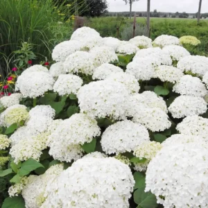 Hortensie - Hydrangea arborescens 'Annabelle' ghiveci 3L