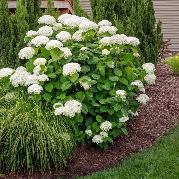 Hortensie - Hydrangea arborescens 'Annabelle' ghiveci 0,7L - imagine 2
