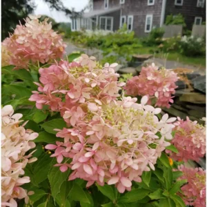 Hortensie - Hydrangea paniculata 'Phantom' ghiveci 0,7L