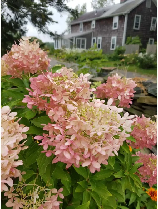 Hortensie - Hydrangea paniculata 'Phantom' ghiveci 0,7L