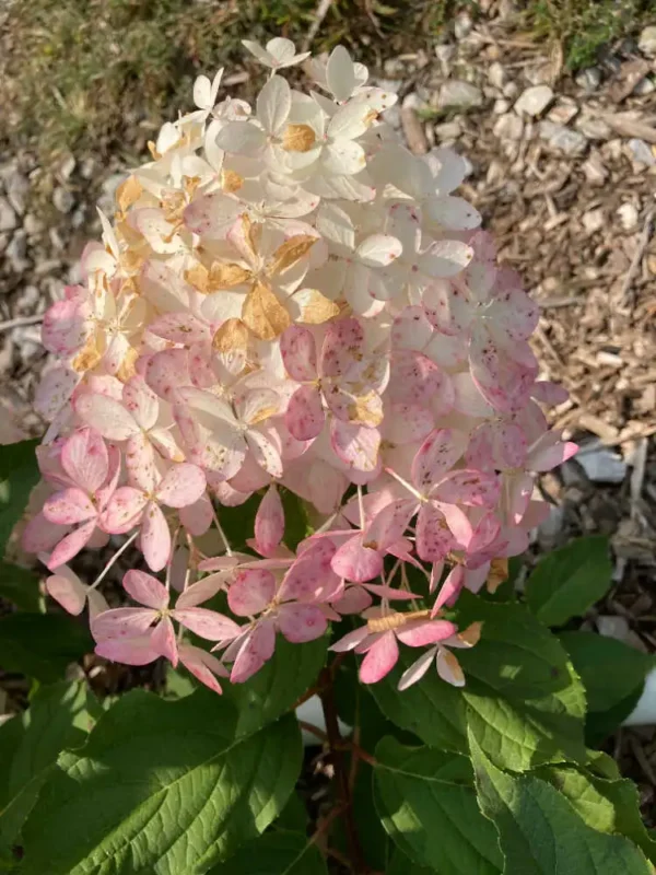 Hortensie - Hydrangea paniculata 'Phantom' ghiveci 0,7L - imagine 2