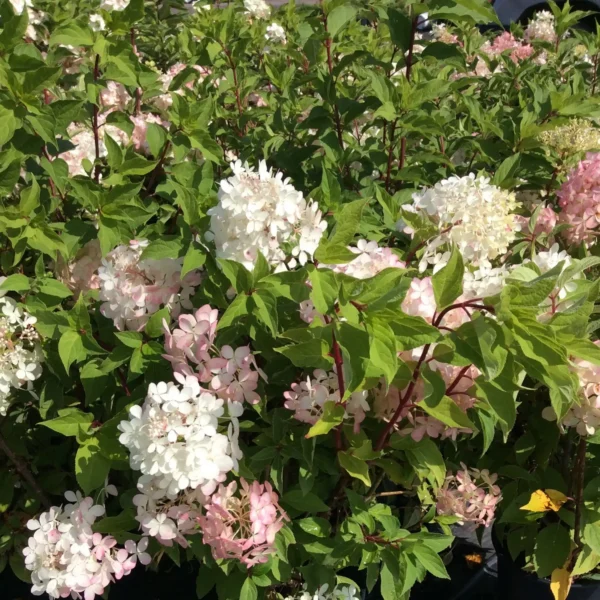 Hortensie - Hydrangea paniculata 'Phantom' ghiveci 0,7L - imagine 3
