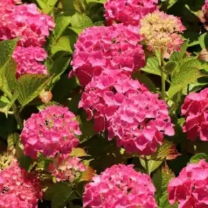 Hortensie - Hydrangea paniculata ghiveci 3L