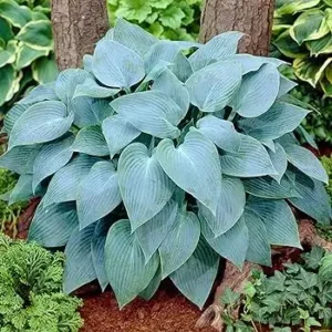 Hosta Fragrant Blue - Ghiveci 3L