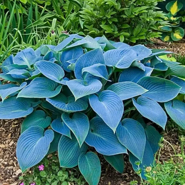 Hosta Fragrant Blue - Ghiveci 3L - imagine 3