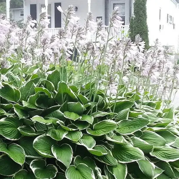 Hosta fortunei 'Francee' - Ghiveci 3L