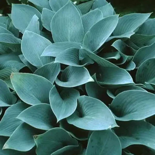 Hosta Halcyon - Ghiveci 3L - imagine 4