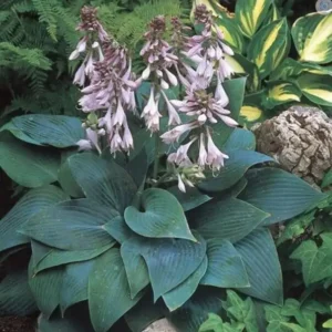 Hosta Halcyon - Ghiveci 3L