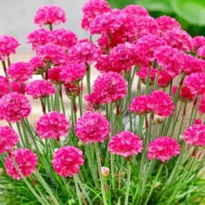 Iarba Armeria maritima 'Abbey Deep Rose' - Ghiveci 3L