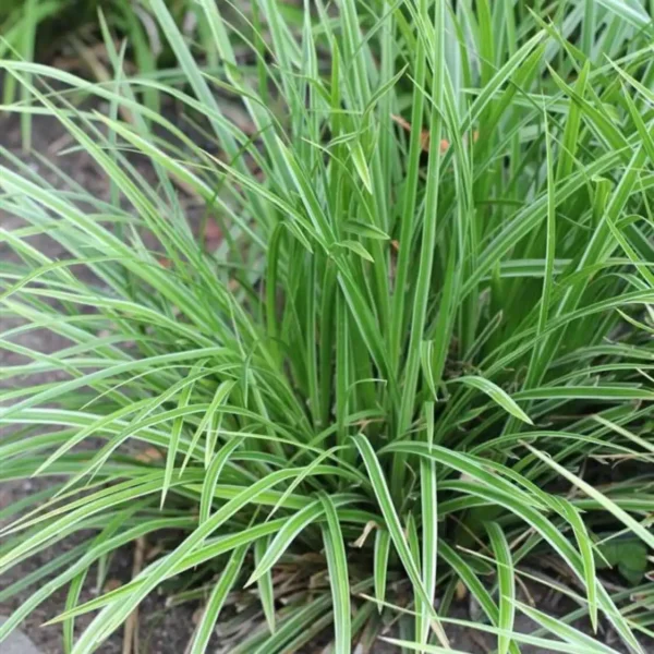 Carex morrowii Variegata ghiveci de 3L - imagine 4