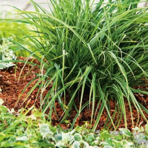 Carex morrowii Variegata ghiveci de 3L