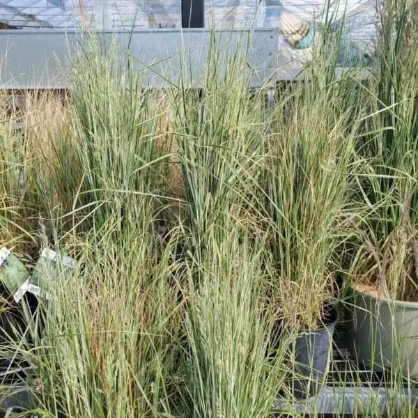 Iarba Feather Reed Grass 'Overdam' - Ghiveci 3L - imagine 2