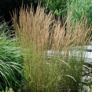 Iarba Feather Reed Grass 'Overdam' - Ghiveci 3L