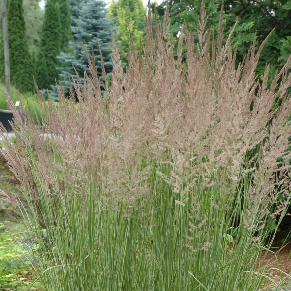 Iarba Feather Reed Grass 'Overdam' - Ghiveci 3L - imagine 3