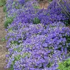 Iarba Campanula Carilon Blue - Ghiveci 3L