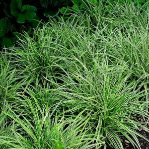 Iarba - Sedge 'Vanilla Ice' ghiveci 3L