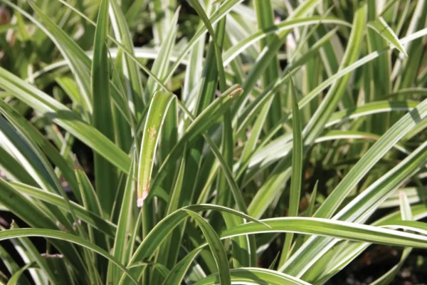 Iarba - Sedge 'Vanilla Ice' ghiveci 3L - imagine 2