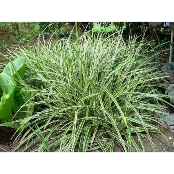 Iarba - Sedge 'Vanilla Ice' ghiveci 3L - imagine 3
