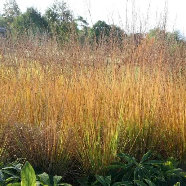 Iarba de mlastina Molinia caerulea 'Moorhexe' - Ghiveci 3L - imagine 4