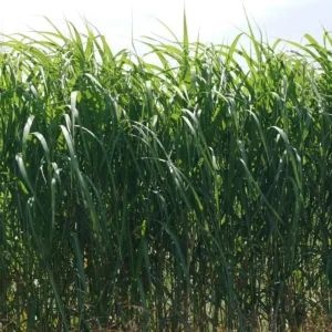 Iarba Elephant Grass - Ghiveci 10L