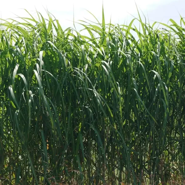 Iarba Elephant Grass - Ghiveci 10L