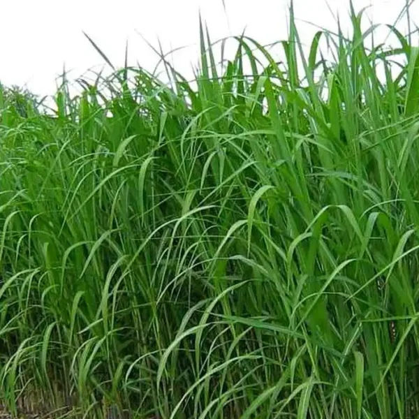 Iarba Elephant Grass - Ghiveci 10L - imagine 3