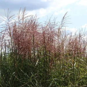 Iarba Miscanthus sinensis 'Ferner Osten' - Ghiveci C2-C3