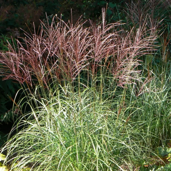 Iarba Miscanthus sinensis 'Ferner Osten' - Ghiveci C2-C3 - imagine 2