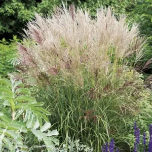 Iarbă Misicanthus Purpurascens - Ghiveci 5L